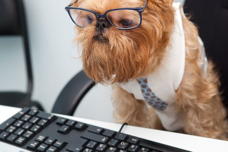 coding dog